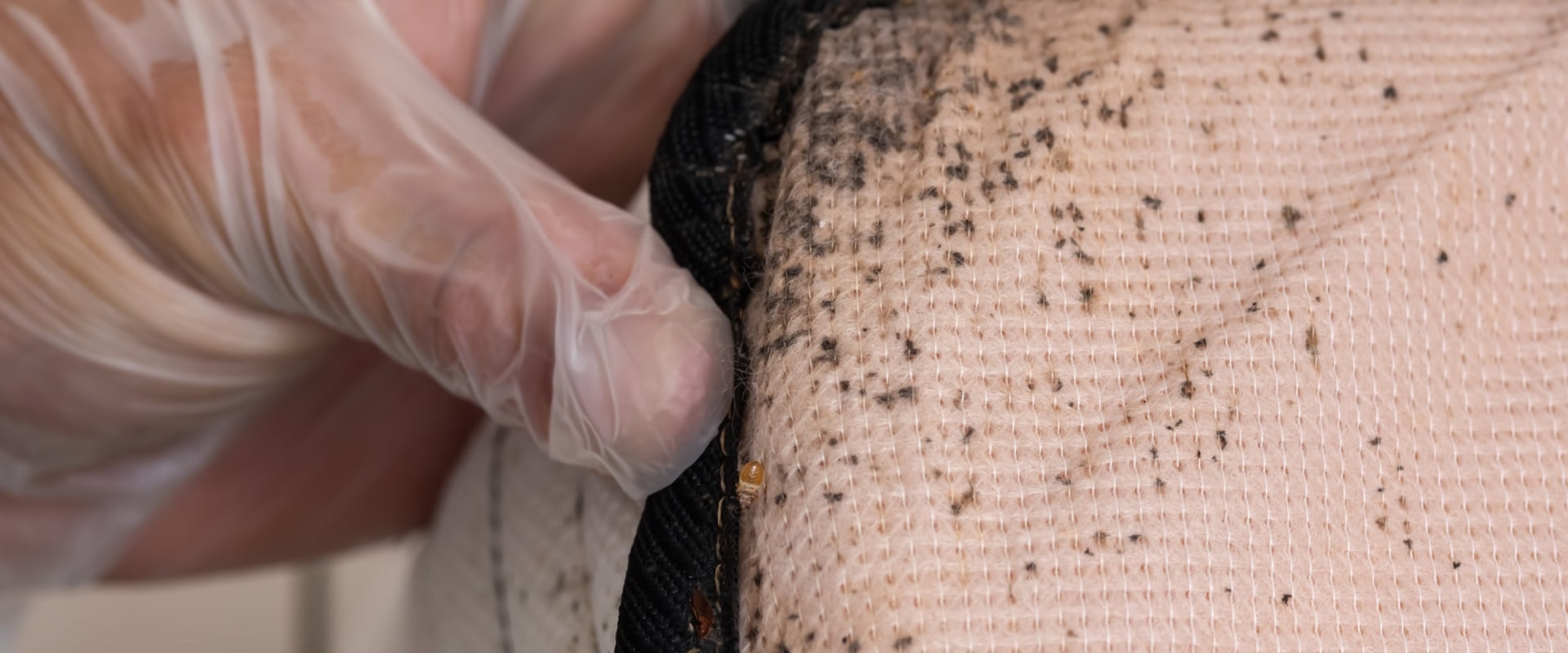 How Often Should You Inspect for Bed Bugs at Home?