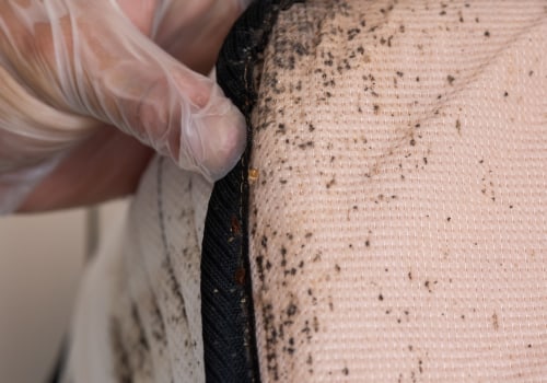 How Often Should You Inspect for Bed Bugs at Home?